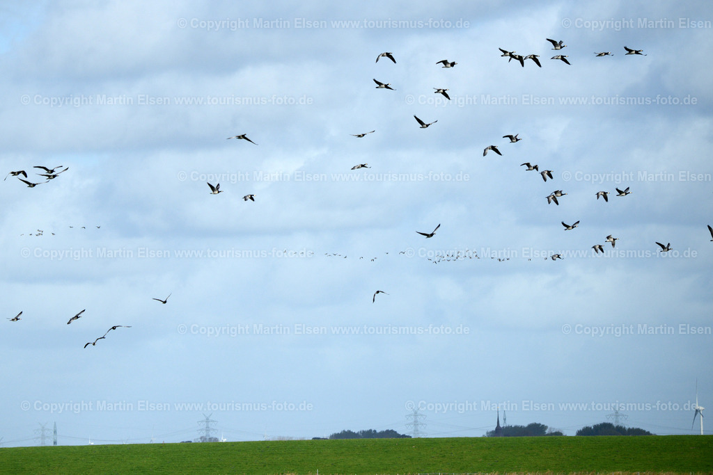 Freiburg Wildgänsetage_ELS_4601 | Freiburg an der Elbe - Aufnahmedatum: 25.10.2015, Aufnahmehöhe:  m, Koordinaten:  - , Bildgröße: 5636 x  3761 Pixel - Copyright 2015 by Martin Elsen, Kontakt: Tel.: +49 157 74581206, E-Mail: info@schoenes-foto.deSchlagwörter:Vogelkieker,Bus,Kinder,Vogel,Vögel,Gänse,Nonnengänse,Wildgänse,Zugvögel,Außendeich,KVG,Natur,Wildganstage, Foto - Realisiert mit Pictrs.com