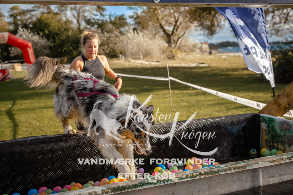 1552_ZZ97415 | kk-dogfotos