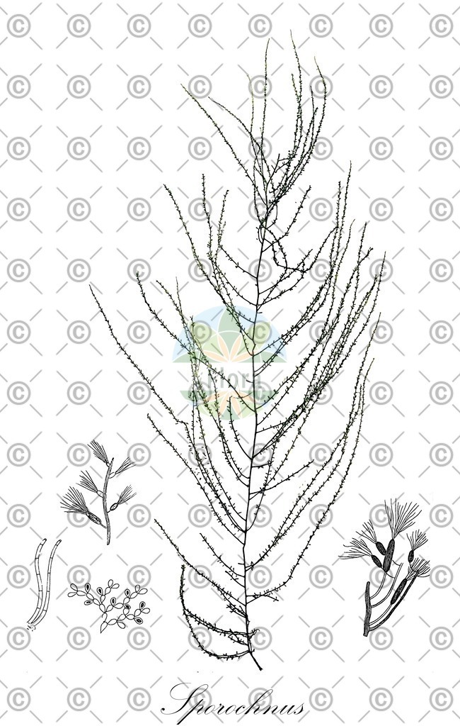 HistAbb_wfo-0000499226_1_ENZY_Simple | Historische Abbildung von Sporochnus - Sporochnaceae (0) | Historical Illustration of Sporochnus - Sporochnaceae (0)