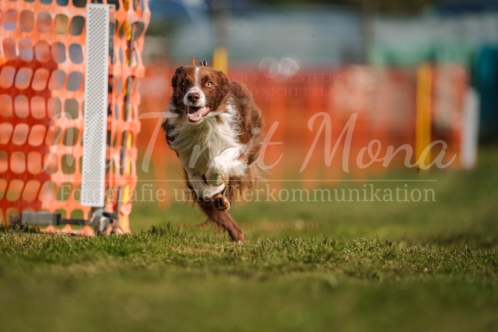 20250928_Hunderennen-186 | MuT (Mensch und Tier) mit Mona - Fotografie und Tierkommunikation - Realisiert mit Pictrs.com