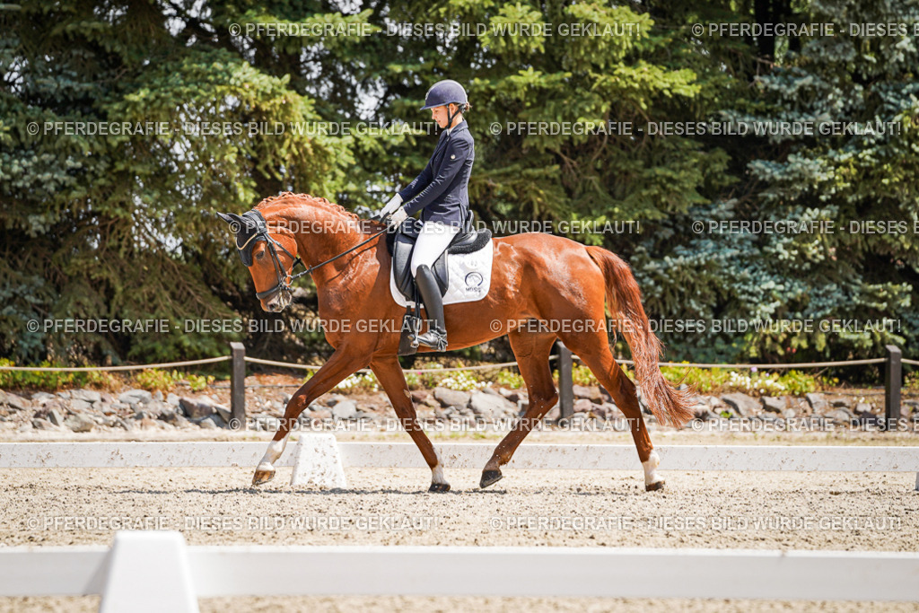 DSC01200 | Pferdegrafie