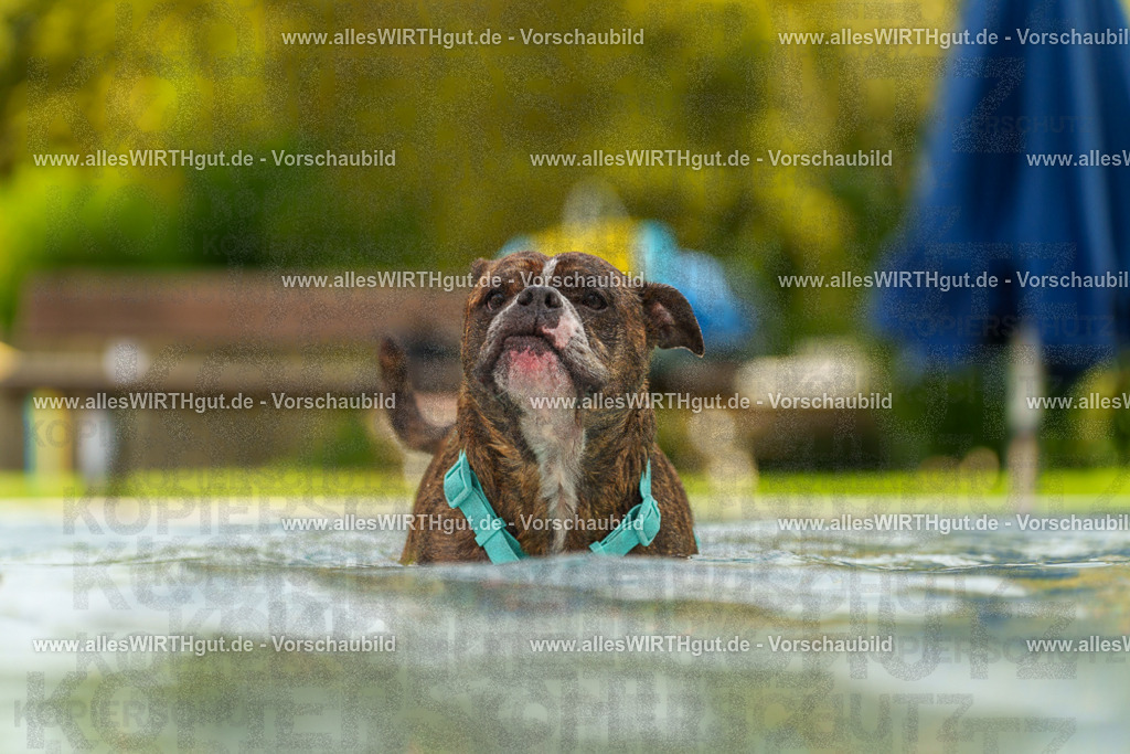 Hundeschwimmen_Grefrath_2026-allesWIRTHgut_Tierfotografie-11_41-7R503465 | Professionelle Tierfotografie in Mönchengladbach von Daniel Wirth (allesWIRTHgut). Liebevolle & natürliche Bilder von Hunden & Katzen für unvergessliche Erinnerungen.