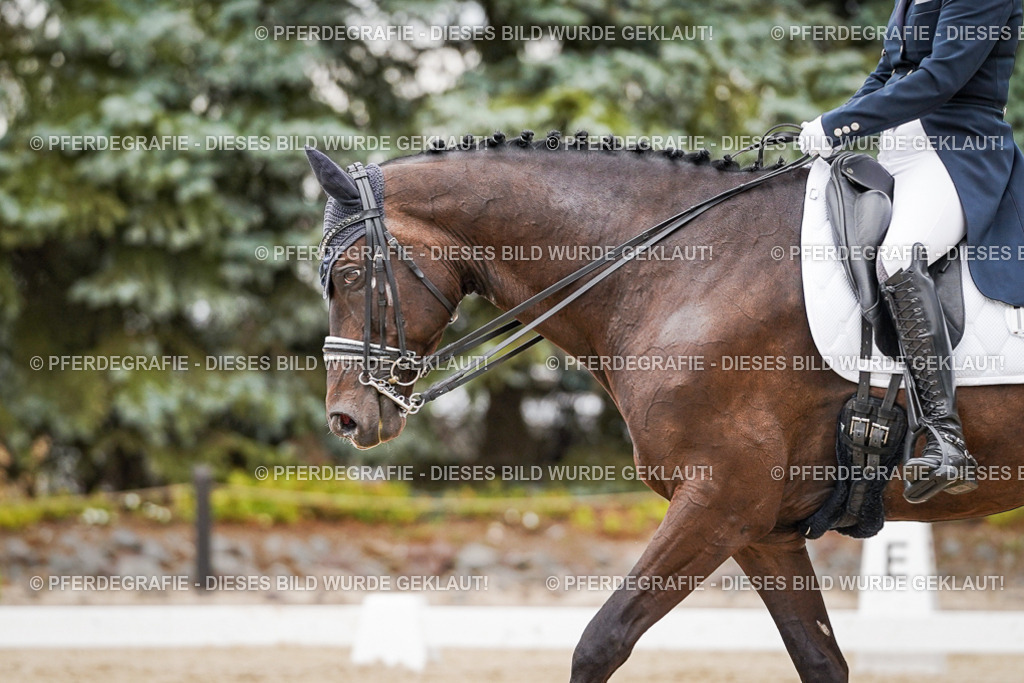 DSC07415 | Pferdegrafie