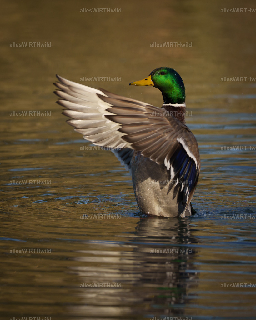 allesWIRTHwild.de - 7IV04902 | Entdecke die faszinierende Welt der Natur- und Wildlife-Fotografie von Daniel und Bärbel. Inspirierende Bilder von wilden Tieren und kleinen Naturwundern.