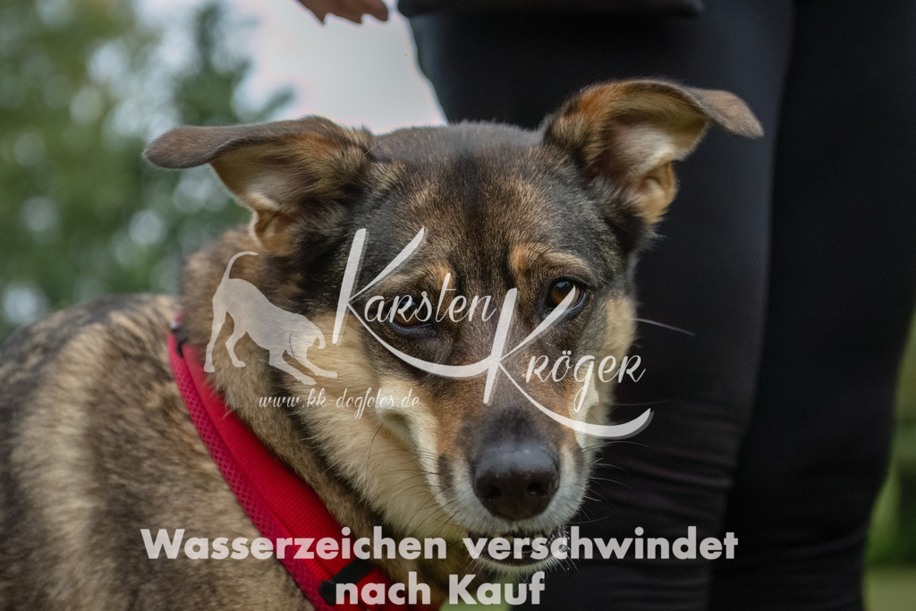 0941_ZZ90770-Bearbeitet | kk-dogfotos