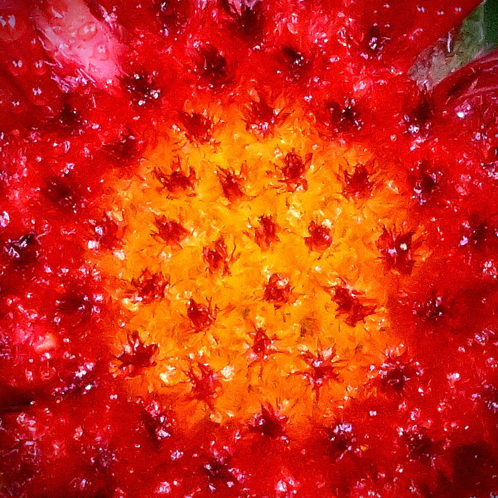Kokardenblume01q-260818 | greenwatching-with-luci - Realisiert mit Pictrs.com