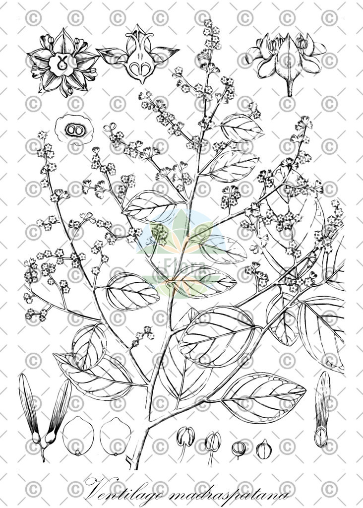 HistAbb_wfo-0000043888_1_ENZY_Simple | Historische Abbildung von Ventilago madraspatana - Rhamnaceae | Historical Illustration of Ventilago madraspatana - Rhamnaceae