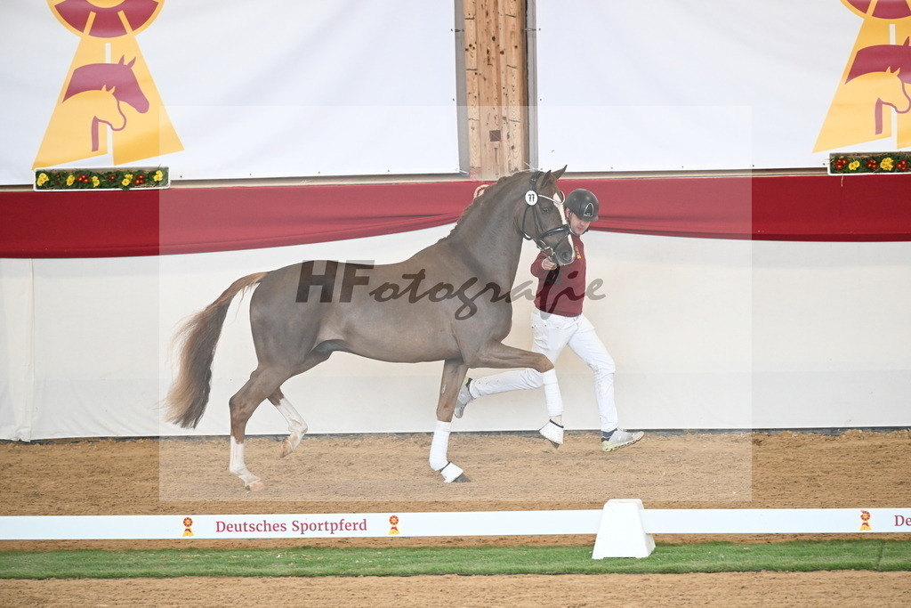 Kat.-Nr. 77 v. Sir Donnerhall I_Schafhof_2250715 | hf-fotografie - Realizzato con Pictrs.com
