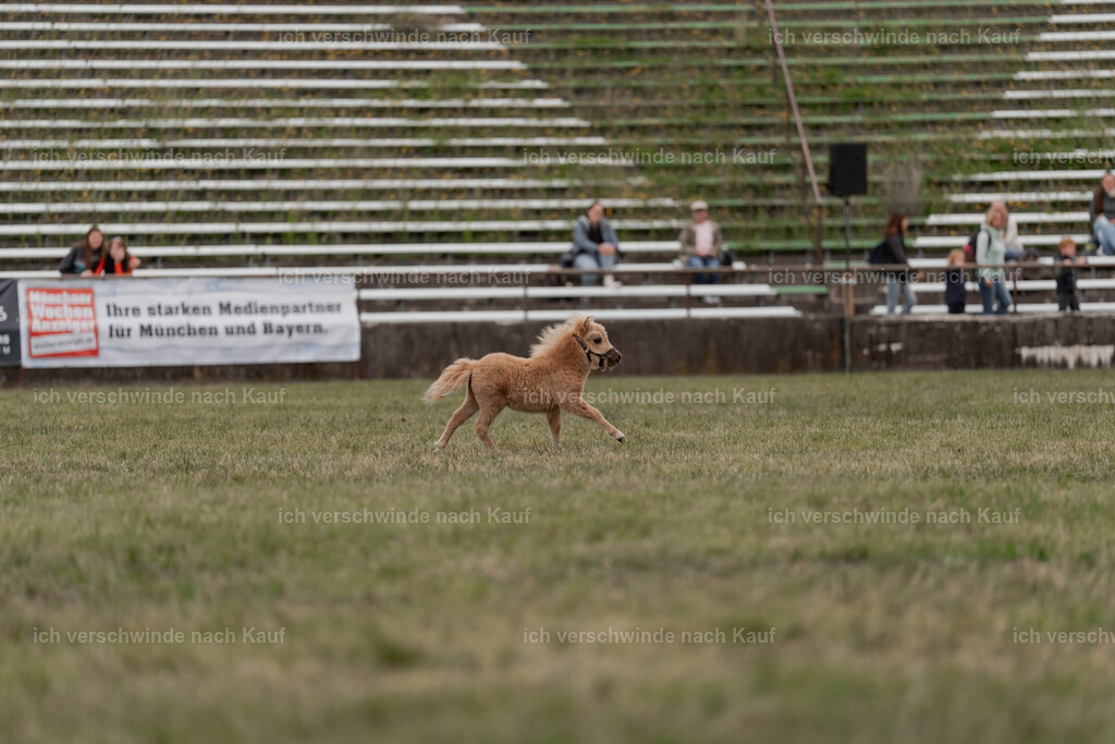 Showprogramm-468 | working equitationturnier fotograf videograf stoibphotography marixx film working equitation deutschland reitsport turnierfotografie eventfotografie equestrian events