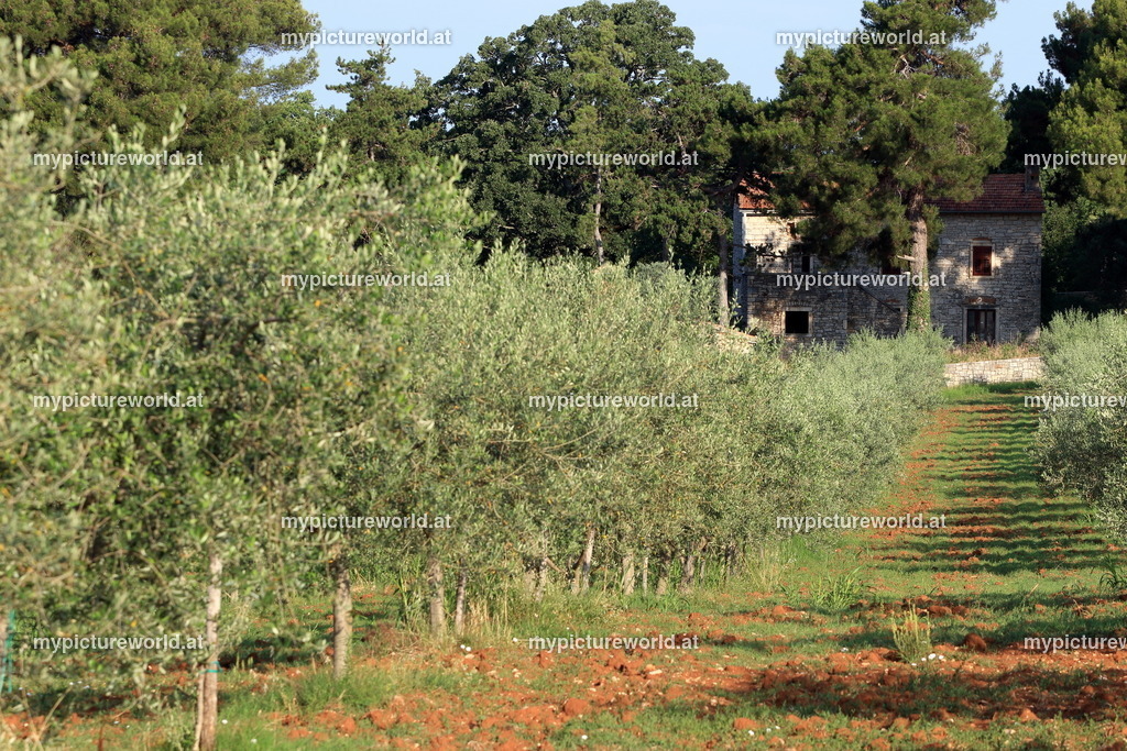 Visnjan-013 | Das Bilderarchiv über Tiere, Planzen und Landschaften. In der Bilddatenbank finden Sie ein große Auswahl an hochwertigen Bilder für Ihre Werbung - Realized with Pictrs.com