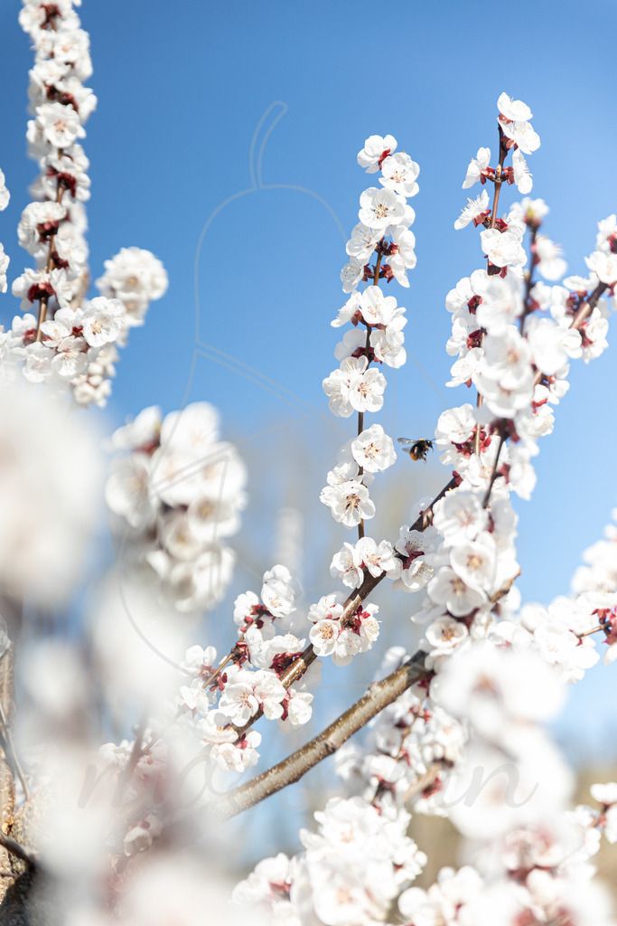 Marillenblüte Wachau | Ihre Fotografin im Lungau, ihre Fotografin im Mostviertel, Wandbilder Onlineshop, Imagefotos für Ihr Unternehmen,  - Realisiert mit Pictrs.com