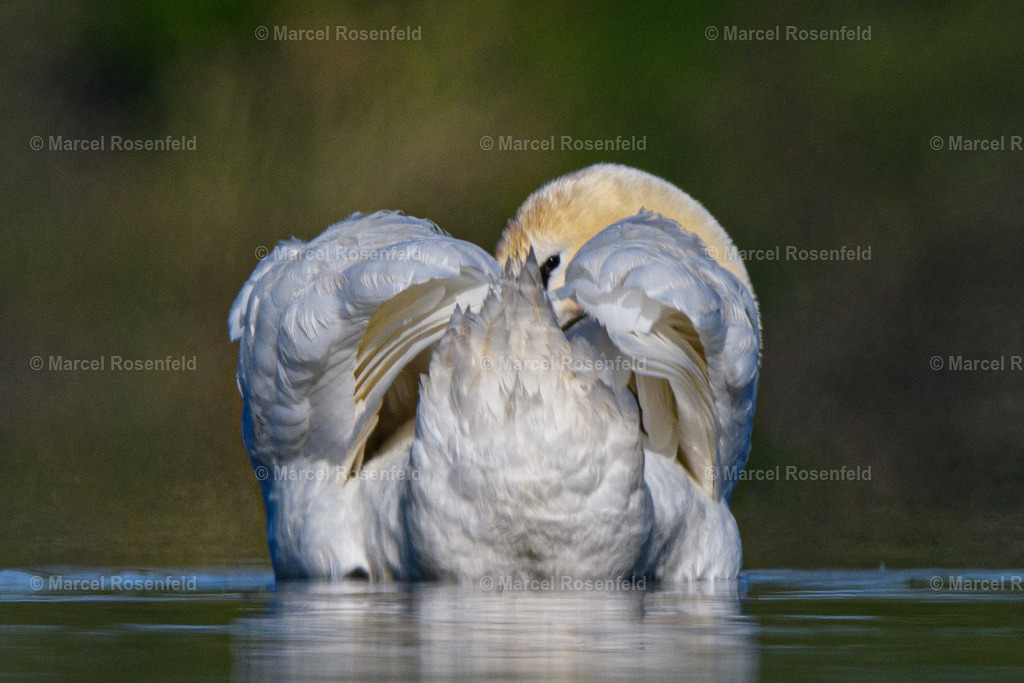 _DSC4791 | foto-rosenfeld