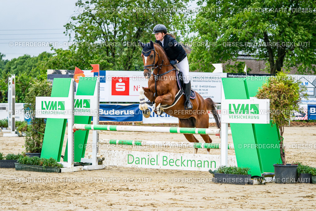 DSC02429 | Pferdegrafie