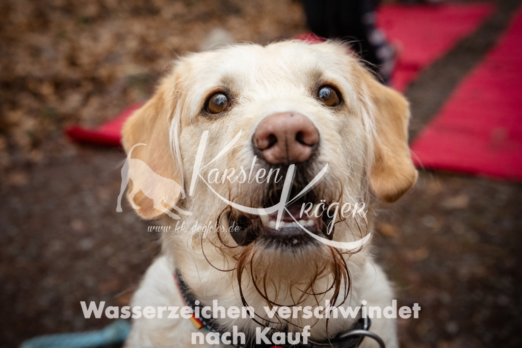 1135_ZZ90869 | kk-dogfotos