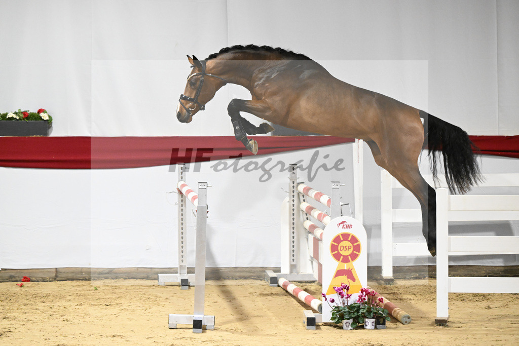 Kat-Nr. 37 v. Carrera VDL_Schep_63220969 | hf-fotografie - Realisiert mit Pictrs.com
