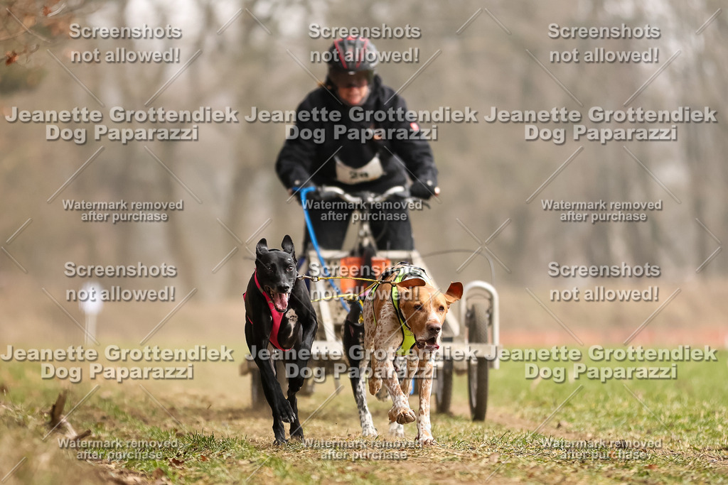Dog Paparazzi - Plate 2026-96 | Dog Paparazzi Jeanette Grottendiek Fotografie & Videografie - Realisiert mit Pictrs.com