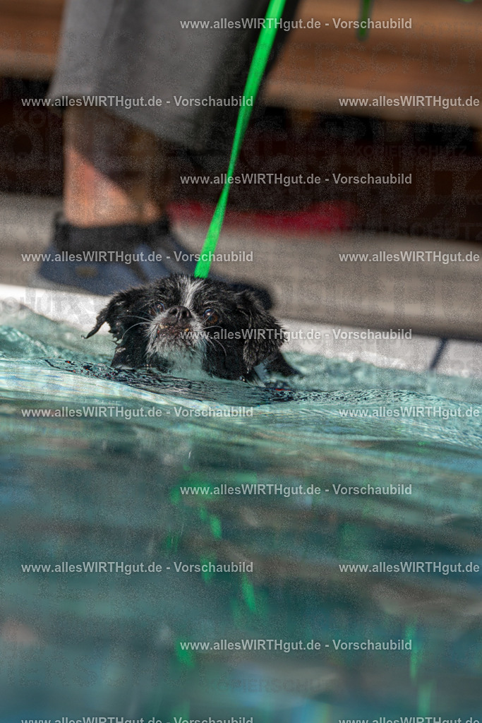 Hundeschwimmen_Volksbad_2026-allesWIRTHgut_Tierfotografie-2609061227-FAY06476 | Professionelle Tierfotografie in Mönchengladbach von Daniel Wirth (allesWIRTHgut). Liebevolle & natürliche Bilder von Hunden & Katzen für unvergessliche Erinnerungen.