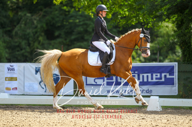 DKP42524 | Turniersportfotografie; Pferdefotografie; Dressurfotografie