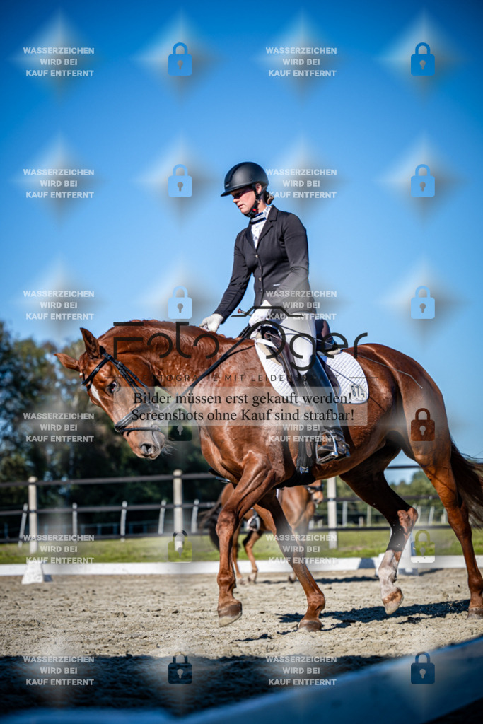 2026-09-Lohne-11-0044 | Entdecke hochwertige Reitturnierfotos von Foto Oger. Professionell, emotional und authentisch – jetzt Lieblingsmomente im Shop bestellen.Deutschlandweite Turnierfotografie. - Realisiert mit Pictrs.com