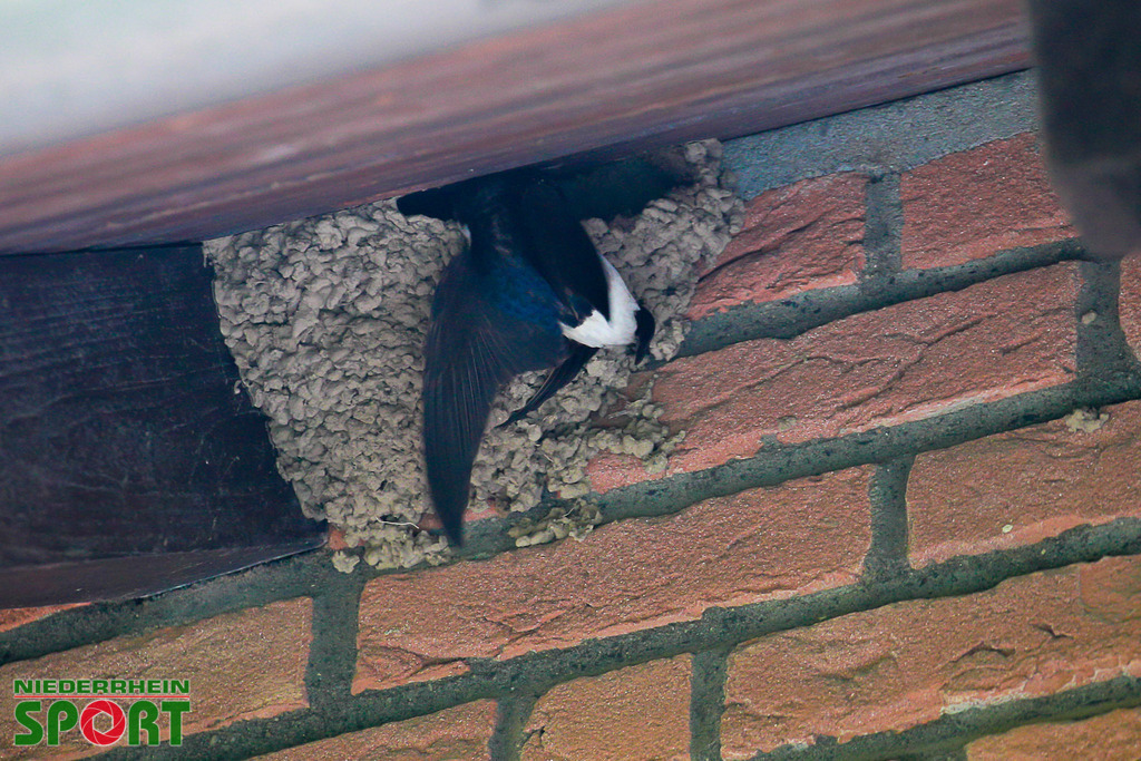 Mehlschwalben_bei_Otto11062025_004 | Bildergalerie von Sport-Ereignissen aber auch von weiteren spannenden Dingen - nicht nur vom Niederrhein. In Anlehnung an den bekannten Spruch von Hanns Dieter Hüsch heißt das Motto: "Niederrhein ist überall".  - Realisiert mit Pictrs.com