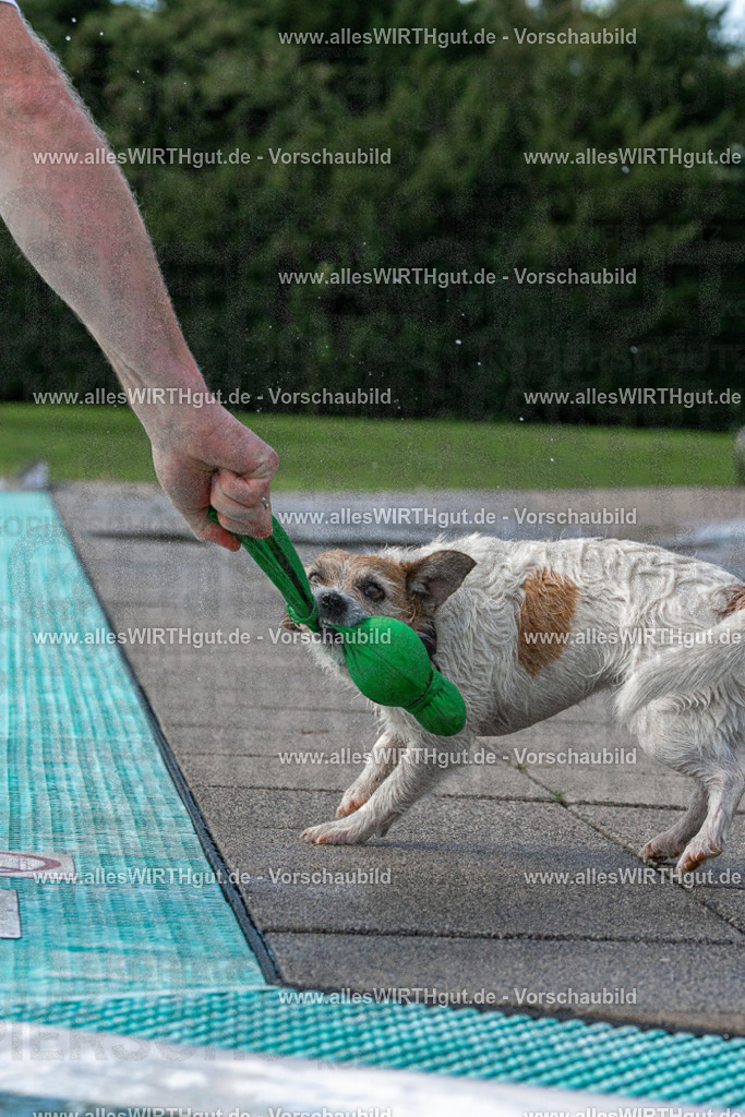 Hundeschwimmen_Volksbad_2026-allesWIRTHgut_Tierfotografie-2609061459-FAY07052 | Professionelle Tierfotografie in Mönchengladbach von Daniel Wirth (allesWIRTHgut). Liebevolle & natürliche Bilder von Hunden & Katzen für unvergessliche Erinnerungen.