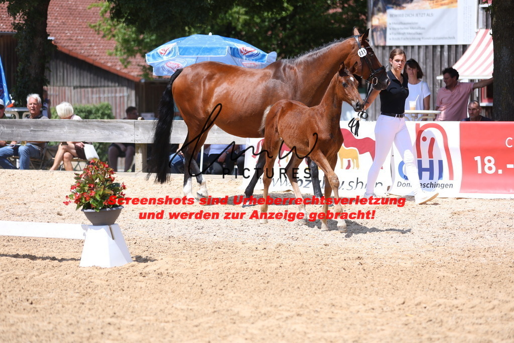 Fohlenschau_Schwäbisch_Hall_springbetonte_Fohlen_KN 31_13 | lmwpictures - Realisiert mit Pictrs.com