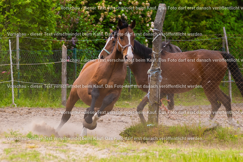 20260531_PferdehofLindow-9014 | Sportfotografin aus Berlin-Brandenburg mit Fokus auf Motocross. Ich halte deine sportliche Leistung und echte Emotionen auf und neben der Strecke professionell fest. Entdecke die Fotos von deinem Rennen und bestelle sie direkt hier im Shop.