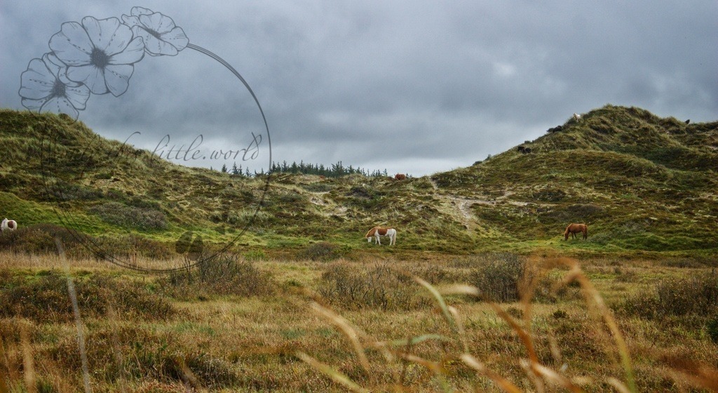 IMG_8450-01 | only.this.little.world - Realisiert mit Pictrs.com