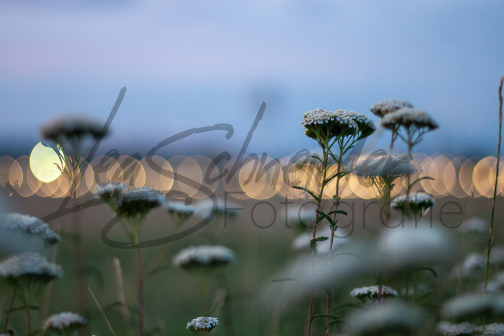 Postkarten 16 | Schafgarbe am Tempelhofer Feld, Berlin. - Realisiert mit Pictrs.com
