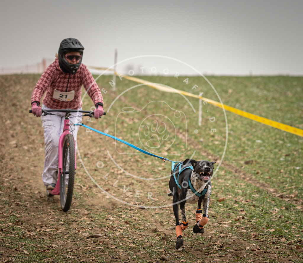 Pfotenfotografie_DV3A3794 | Hundefotografie, Tierfotograf, Pfotenfotografie, Fotoshooting Hund, Hunde Portrait, Hundesport, Hundeportraits, Heideshooting, Hunde, Sportfotograf, Hundefotograf, Turnierhundsport, THS,  - Realisiert mit Pictrs.com
