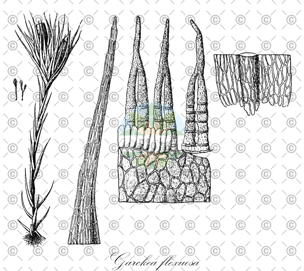 HistAbb_wfo-0000970976_2_ENZY_Simple | Historische Abbildung von Garckea flexuosa - Dicranellaceae | Historical Illustration of Garckea flexuosa - Dicranellaceae