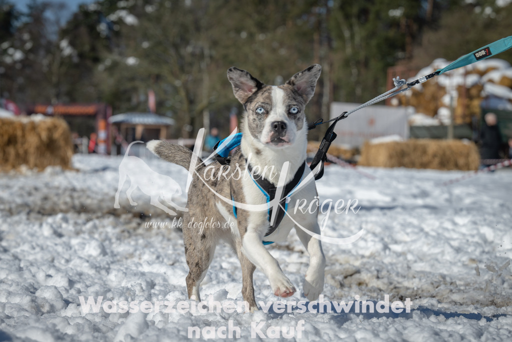 1119_ZZ91494-3 | kk-dogfotos