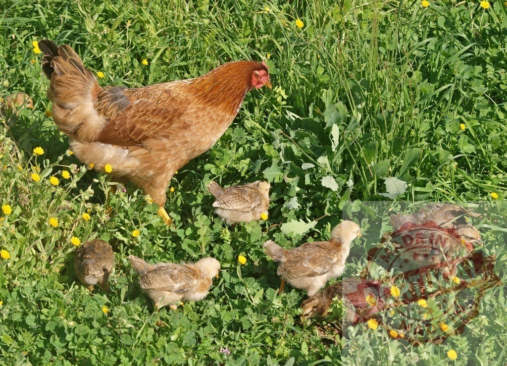 Hen protecting chicks grazing in green grass field | Hen with her little chicks walking and foraging for food in a sunny green field - Realized with Pictrs.com