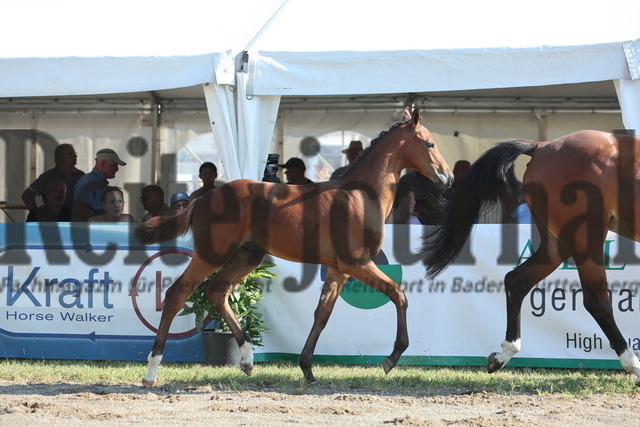 Fohlenmarkt_Riedlingen_2024_KN_03_Uriel (13) | Alle Fotos der Reiterjournal Fotografin Doris Matthaes im Reiterjournal Online-Fotoshop. - Realisiert mit Pictrs.com