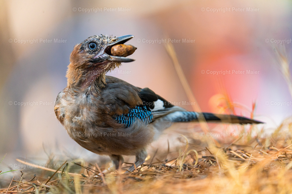 Sardinien_Divers-9 | piet_flosse