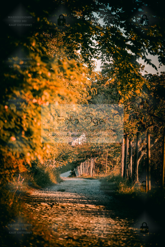 Herbstweg im Abendlicht | Ein stiller Pfad, eingerahmt von goldenen Blättern und warmem Licht – der Herbst zeigt sich hier von seiner sanften Seite.Dieses Bild fängt den Moment ein, in dem Natur und Ruhe miteinander verschmelzen – perfekt für alle, die den Zauber des Spätsommers und frühen Herbstes lieben. - Realisiert mit Pictrs.com