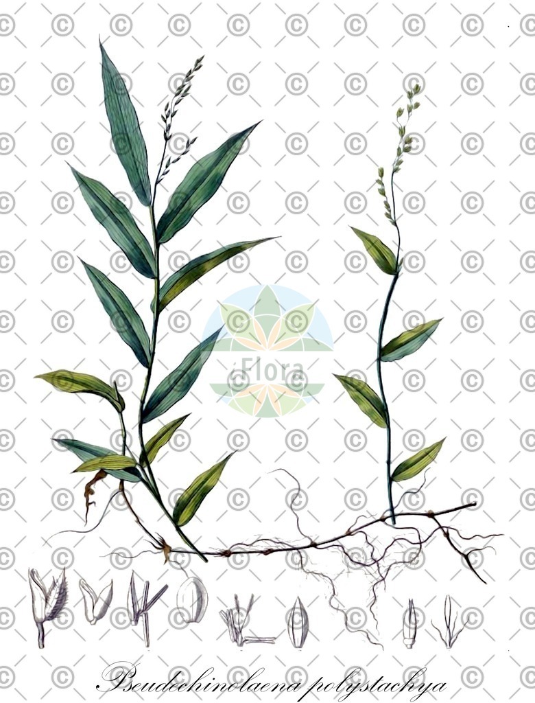 HistAbb_6YXH_1_ENZY_Simple | Historische Abbildung von Pseudechinolaena polystachya - Poaceae | Historical Illustration of Pseudechinolaena polystachya - Poaceae