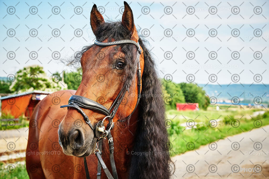 037_202406_Niki-Herodes_NZ9_9716 | proPHOTO - Realisiert mit Pictrs.com