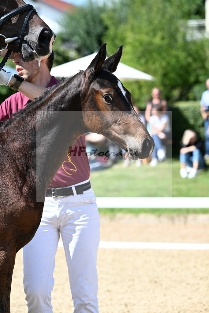 Kat-Nr. 7 Bowmore x Don Diamond_HF_Mayer_29250282 | hf-fotografie - Realizzato con Pictrs.com