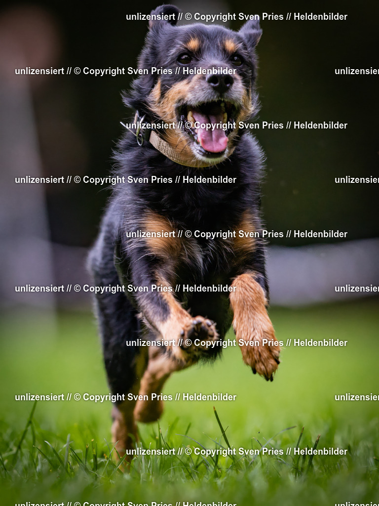 Sven Pries | 2024-10-19 - Hunderennen Ober-Grombach - Realisiert mit Pictrs.com