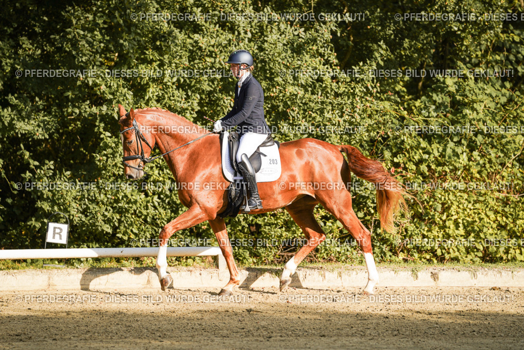 DSC05290 | Pferdegrafie