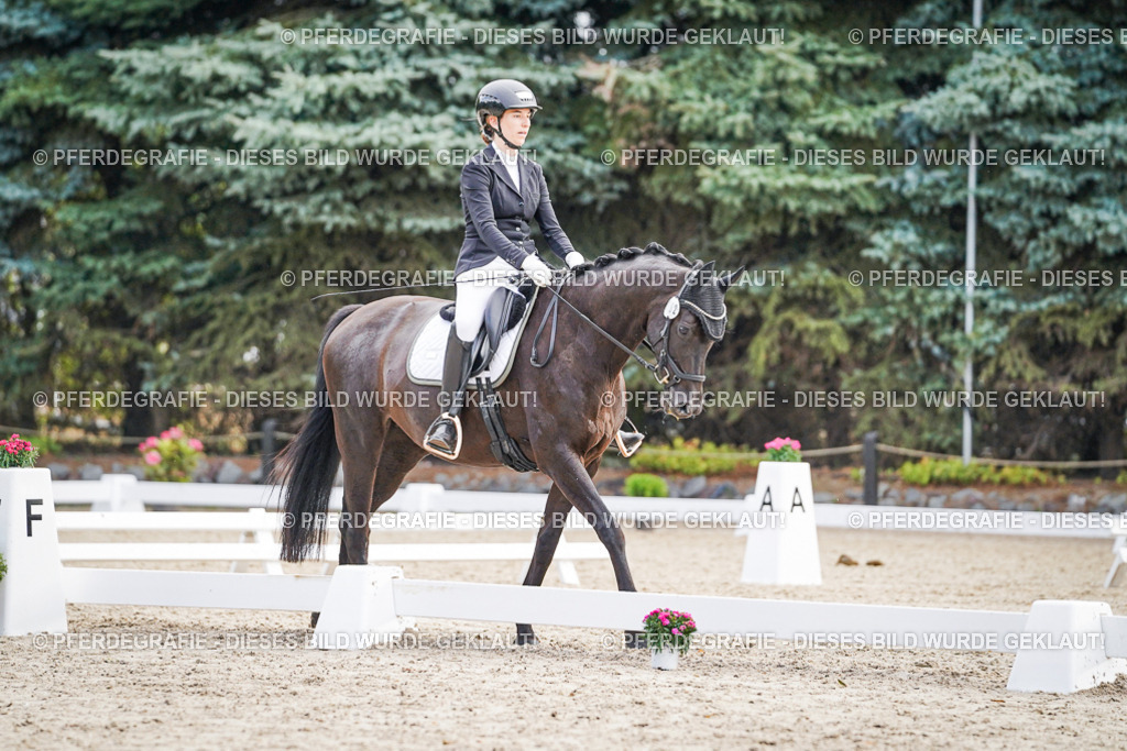 DSC00549 | Pferdegrafie