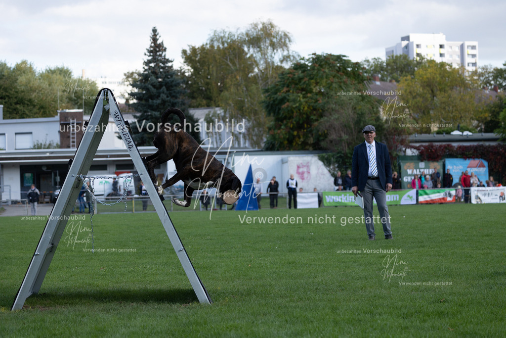 _16A5720 | Einzigartige Fotos von Hunden & Menschen –Actionfotos, Portraits, Vereinsaufnahmen & Paarshootings – authentisch, lebendig & mit Herz.