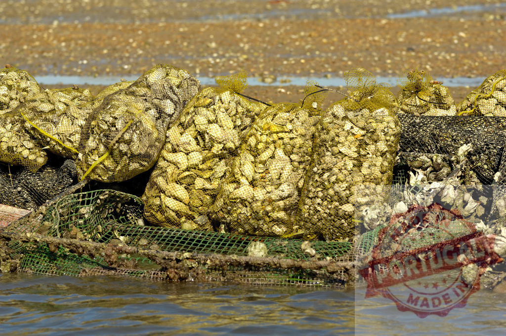 Bags of oysters awaiting harvest on aquaculture farm | Oysters in mesh bags resting on a submerged rack at a commercial oyster farm - Realized with Pictrs.com