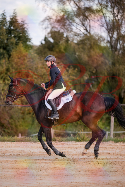 2026_10_03_Siefer-Hof_144043_Z81_12103287 | Professionelle Reitsport-, Turnier- und Eventfotografie von Robert Broda. Galerien mit ausgewählten und bearbeiteten Bildern direkt online ansehen und bestellen.