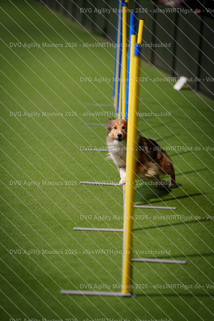 allesWIRTHgut_Tierfotografie-DVG_Agility_Masters_2026-16_31-7R503723 | Professionelle Tierfotografie in Mönchengladbach von Daniel Wirth (allesWIRTHgut). Liebevolle & natürliche Bilder von Hunden & Katzen für unvergessliche Erinnerungen.