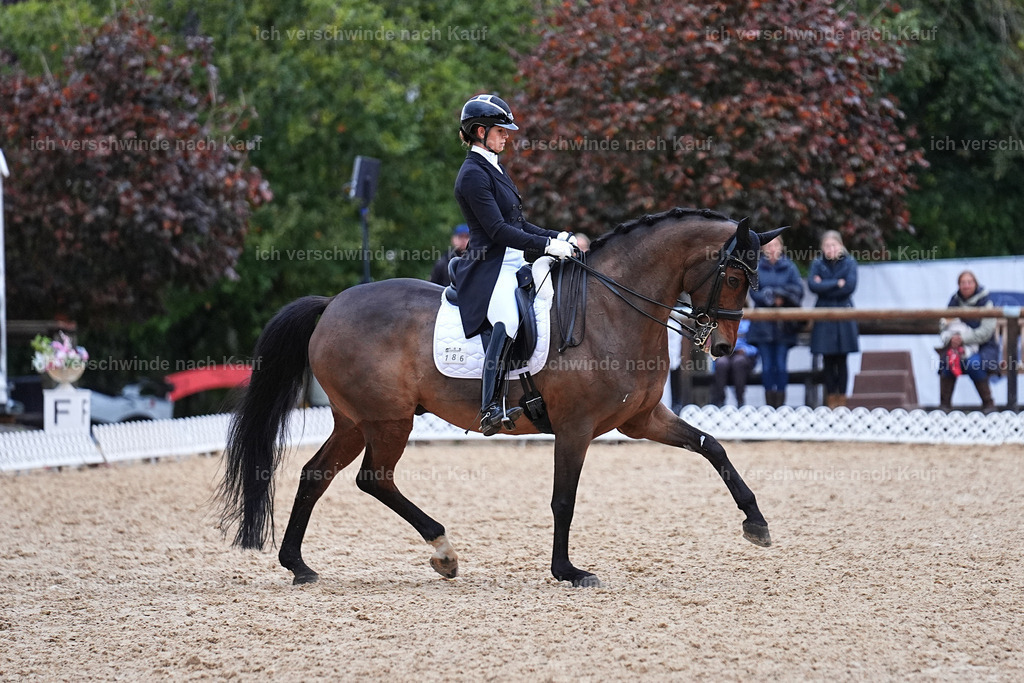 12-186-DRESSUR  S___  -Marixx-5254 | working equitationturnier fotograf videograf stoibphotography marixx film working equitation deutschland reitsport turnierfotografie eventfotografie equestrian events