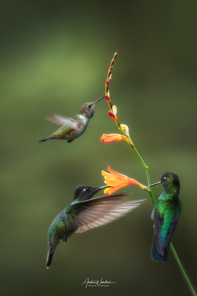 Nektarsuche bei einer Montbretie | Andre Wandrei - Nature Artworx - Realisiert mit Pictrs.com