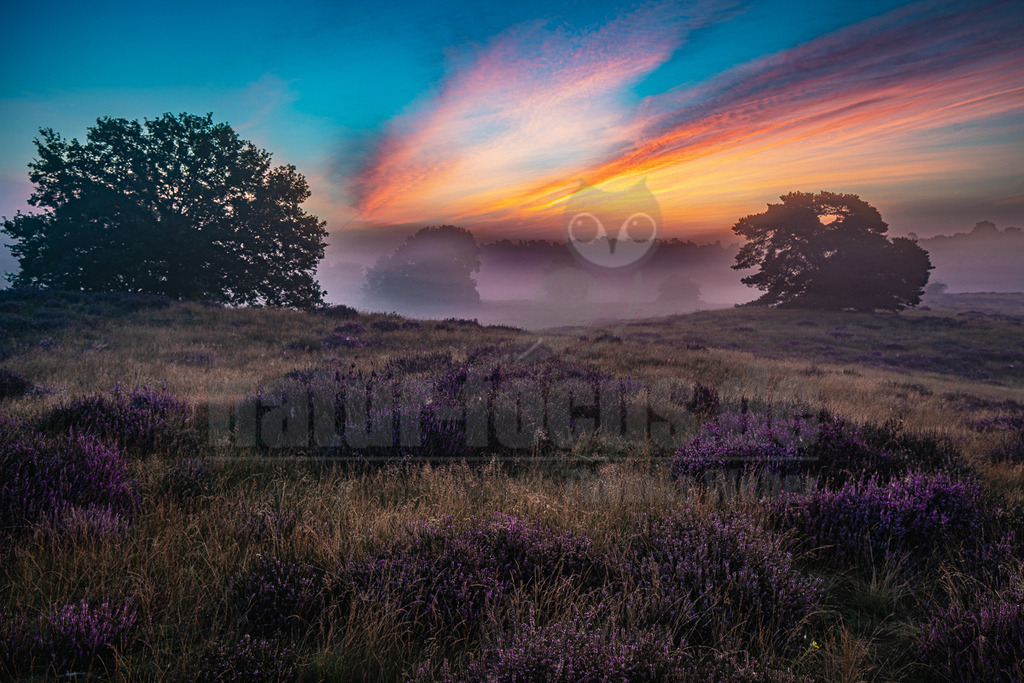 20210825063844 | Ein atemberaubender Sonnenaufgang taucht die Westtruper Heide in ein magisches Licht. Der Himmel leuchtet in spektakulären Farben von tiefem Blau über Türkis bis hin zu leuchtendem Orange und Rot, durchzogen von langgezogenen Wolkenstreifen. Im Vordergrund erstrecken sich weite Flächen blühenden Heidekrauts in sattem Violett, durchsetzt mit trockenem Gras. Einzelne, markante Bäume sind als dunkle Silhouetten vor dem farbenprächtigen Himmel und dem sanften Morgennebel zu sehen, der sich über die Landschaft legt und eine mystische Atmosphäre schafft. Die Szene fängt die friedliche Stimmung eines Sommermorgens im August ein. - Realisiert mit Pictrs.com