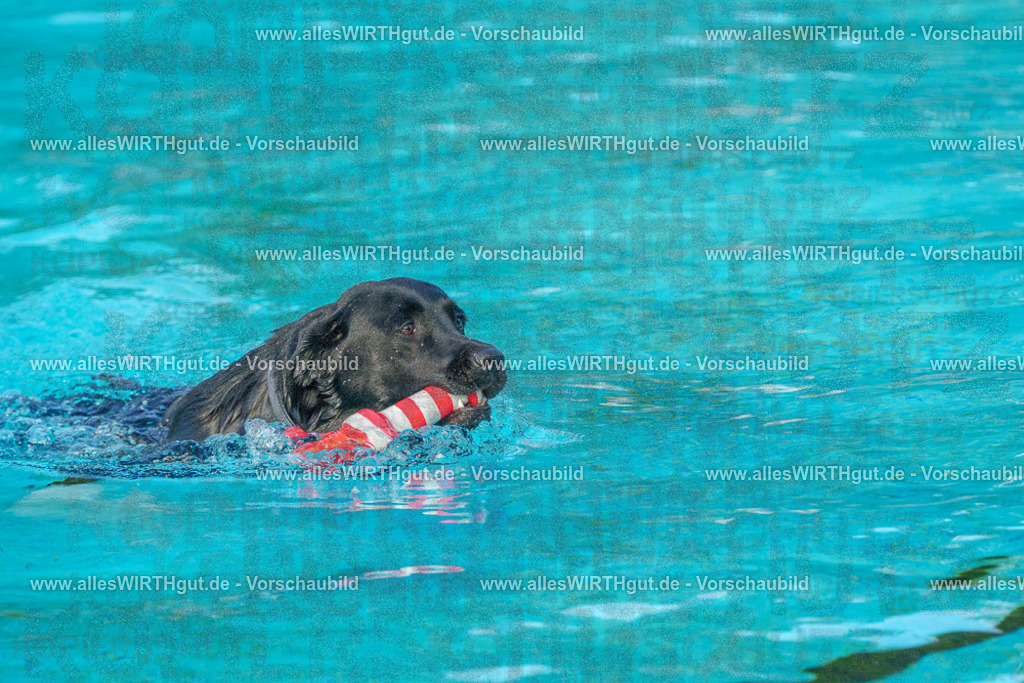 Hundeschwimmen_Grefrath_2026-allesWIRTHgut_Tierfotografie-09_10-FAY07490 | Professionelle Tierfotografie in Mönchengladbach von Daniel Wirth (allesWIRTHgut). Liebevolle & natürliche Bilder von Hunden & Katzen für unvergessliche Erinnerungen.